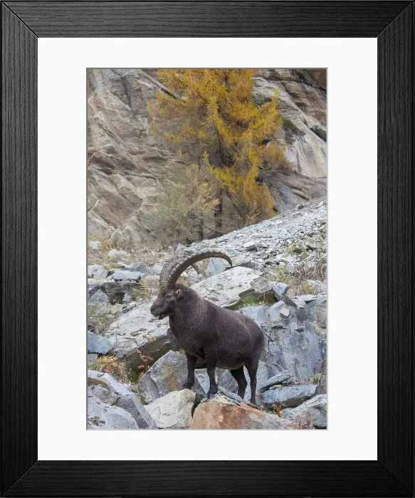 Framed Print : Picture No. 12010777 Framed Print : Picture No. 12010777