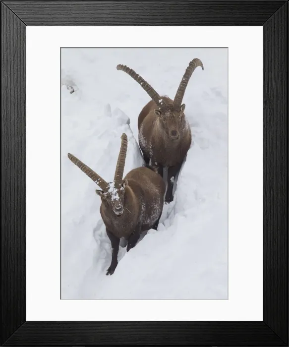 Framed Print : Picture No. 12010778 Framed Print : Picture No. 12010778