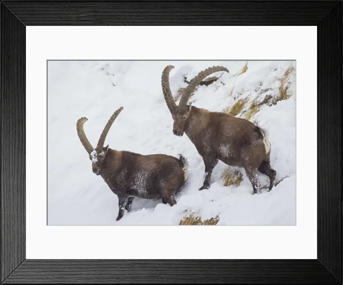 Framed Print : Picture No. 12010779 Framed Print : Picture No. 12010779
