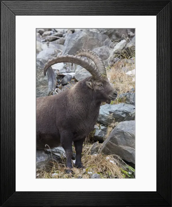 Framed Print : Picture No. 12010780 Framed Print : Picture No. 12010780