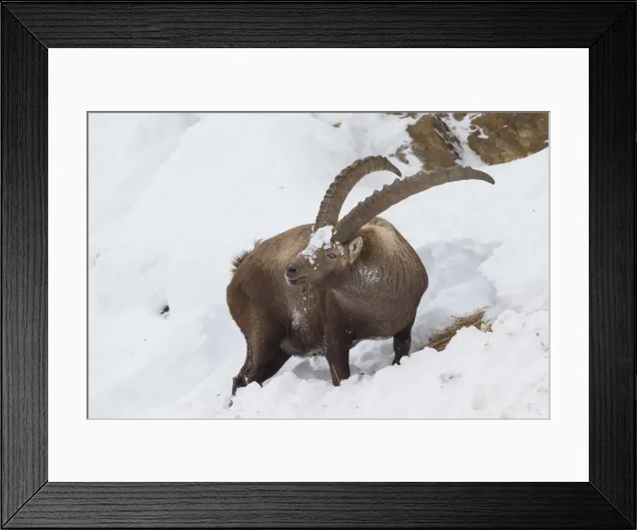 Framed Print : Picture No. 12010781 Framed Print : Picture No. 12010781