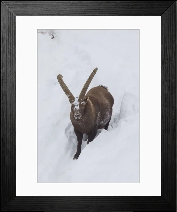 Framed Print : Picture No. 12010782 Framed Print : Picture No. 12010782