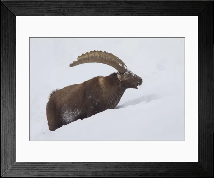 Framed Print : Picture No. 12010783 Framed Print : Picture No. 12010783