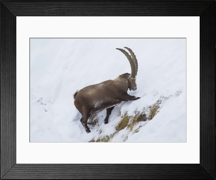 Framed Print : Picture No. 12010784 Framed Print : Picture No. 12010784