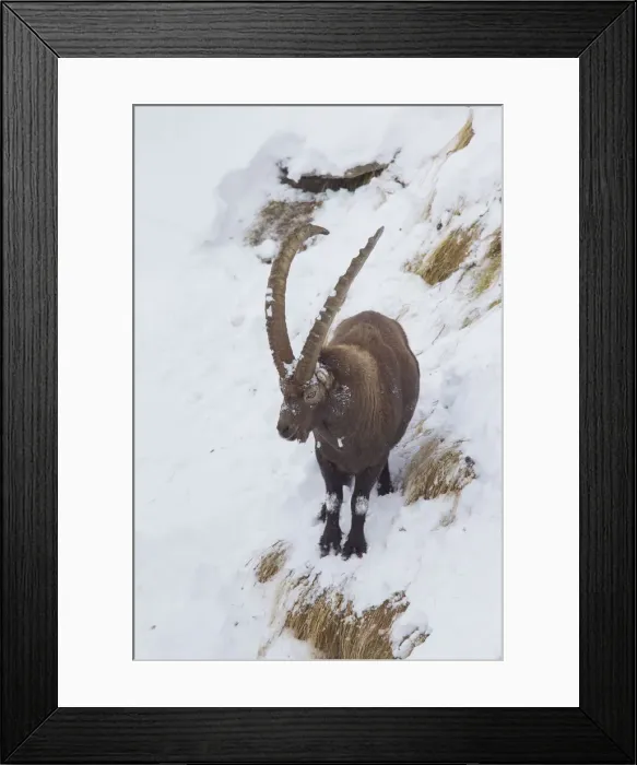 Framed Print : Picture No. 12010785 Framed Print : Picture No. 12010785