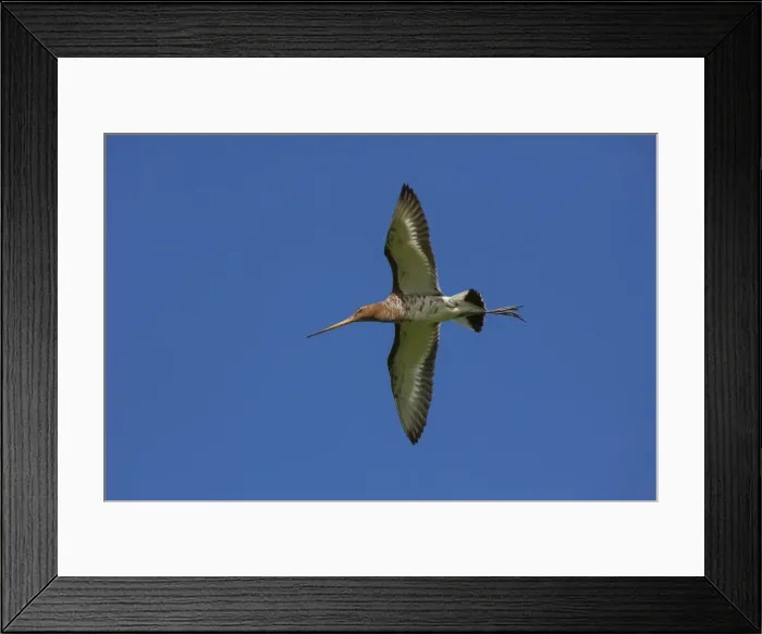 Framed Print : Picture No. 12010787 Framed Print : Picture No. 12010787
