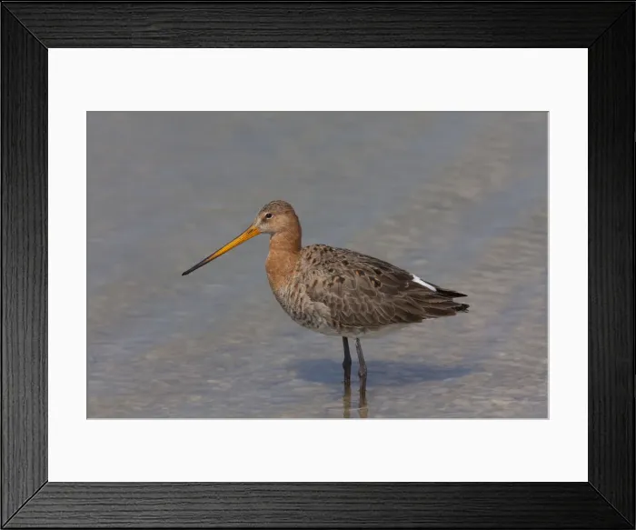 Framed Print : Picture No. 12010789 Framed Print : Picture No. 12010789