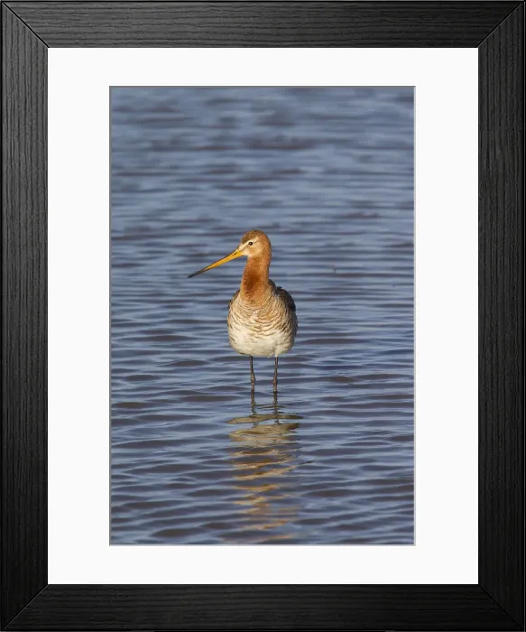 Framed Print : Picture No. 12010790 Framed Print : Picture No. 12010790