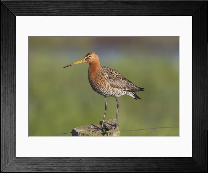 Framed Print : Picture No. 12010792 Framed Print : Picture No. 12010792