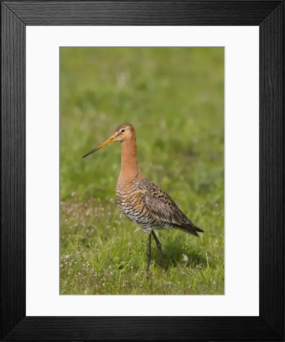 Framed Print : Picture No. 12010791 Framed Print : Picture No. 12010791