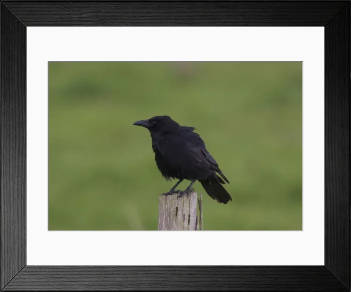 Framed Print : Picture No. 12010793 Framed Print : Picture No. 12010793