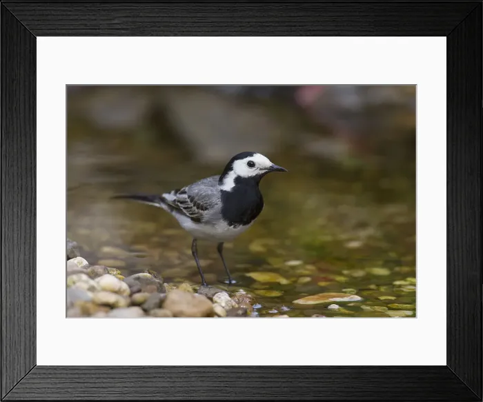 Framed Print : Picture No. 12010802 Framed Print : Picture No. 12010802