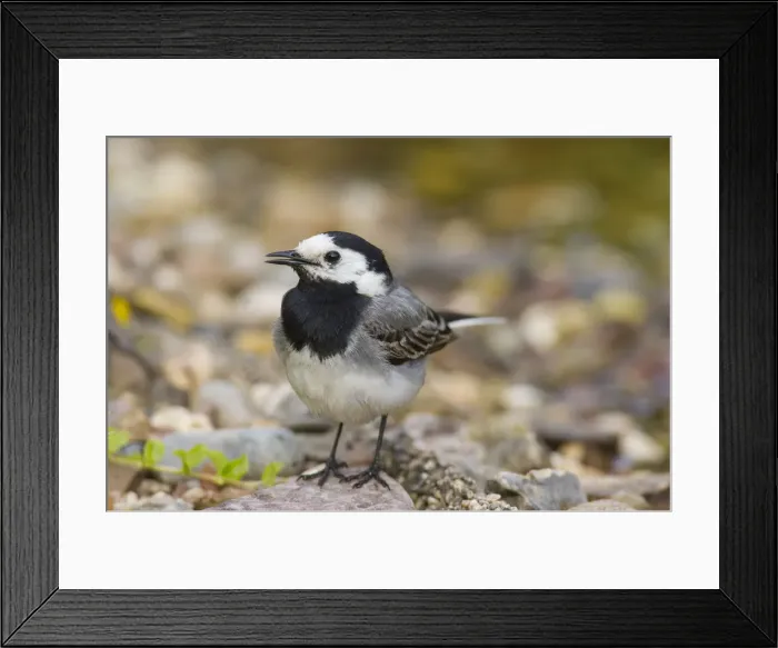 Framed Print : Picture No. 12010803 Framed Print : Picture No. 12010803