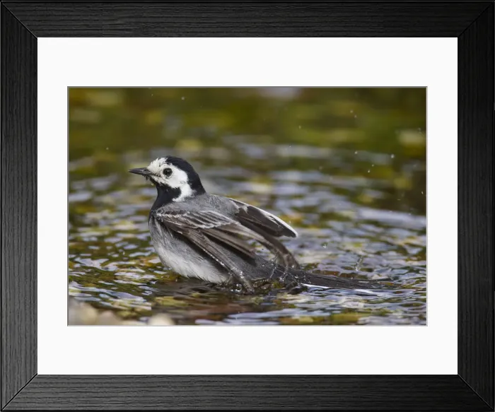 Framed Print : Picture No. 12010804