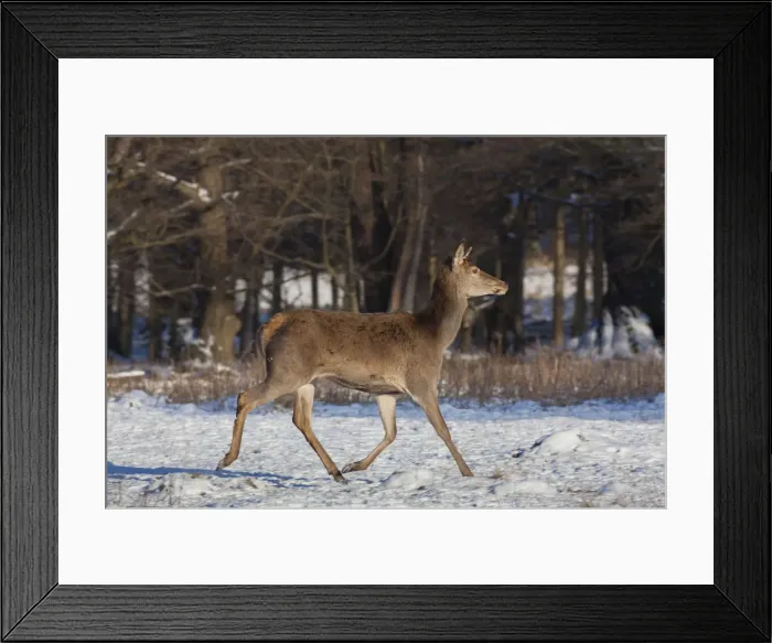 Framed Print : Picture No. 12010805 Framed Print : Picture No. 12010805