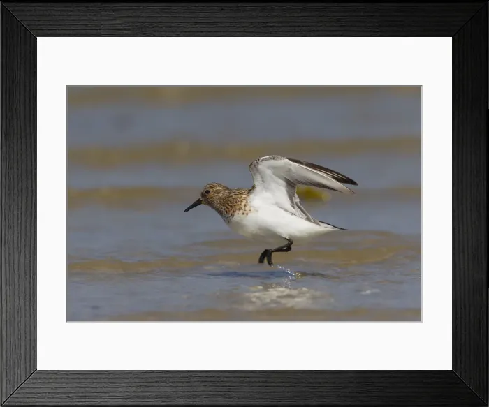 Framed Print : Picture No. 12010806 Framed Print : Picture No. 12010806