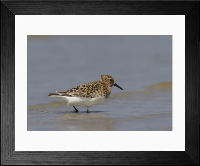 Framed Print : Picture No. 12010807 Framed Print : Picture No. 12010807