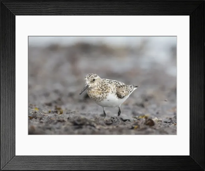 Framed Print : Picture No. 12010808 Framed Print : Picture No. 12010808