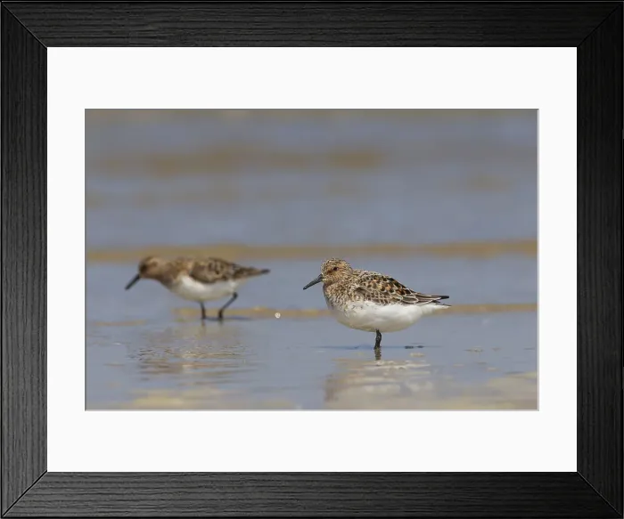 Framed Print : Picture No. 12010809 Framed Print : Picture No. 12010809