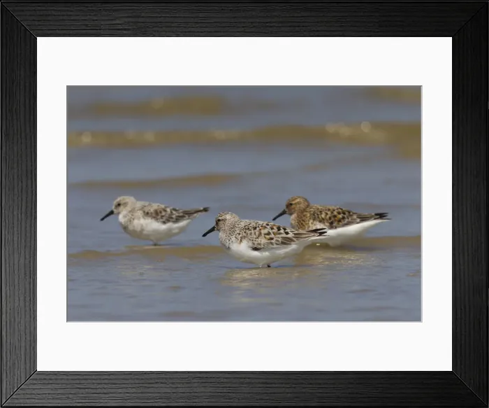 Framed Print : Picture No. 12010810 Framed Print : Picture No. 12010810