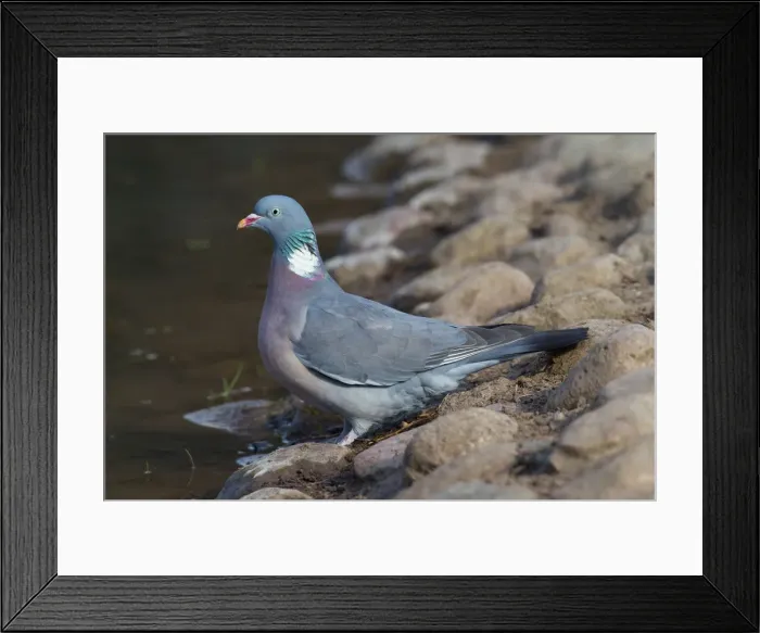 Framed Print : Picture No. 12010815 Framed Print : Picture No. 12010815