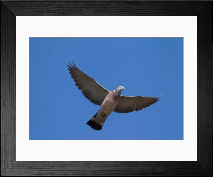 Framed Print : Picture No. 12010818 Framed Print : Picture No. 12010818