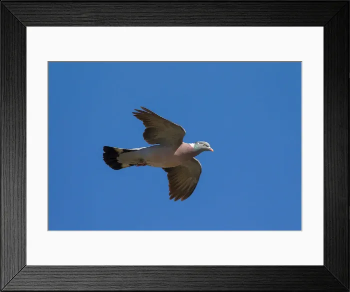 Framed Print : Picture No. 12010819 Framed Print : Picture No. 12010819