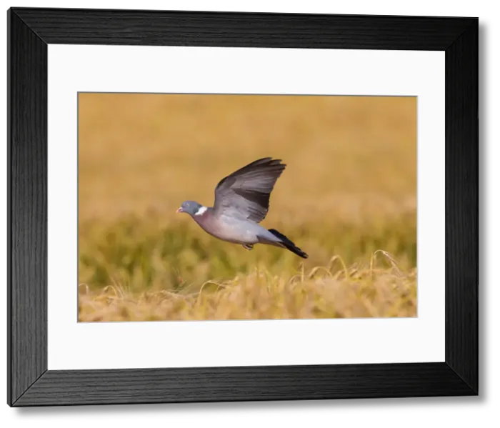 Framed Print : Picture No. 12010820 Framed Print : Picture No. 12010820