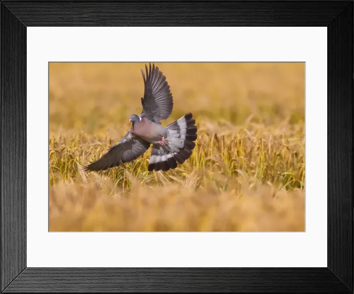Framed Print : Picture No. 12010821 Framed Print : Picture No. 12010821