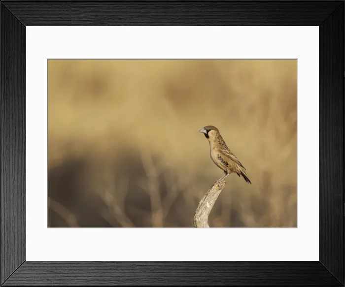 Framed Print : Picture No. 12009365 Framed Print : Picture No. 12009365