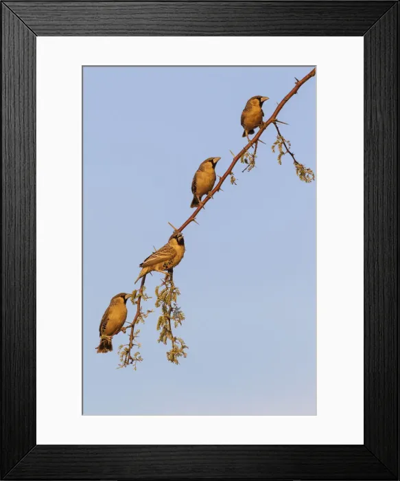 Framed Print : Picture No. 12009366 Framed Print : Picture No. 12009366