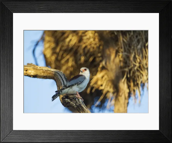 Framed Print : Picture No. 12009367 Framed Print : Picture No. 12009367