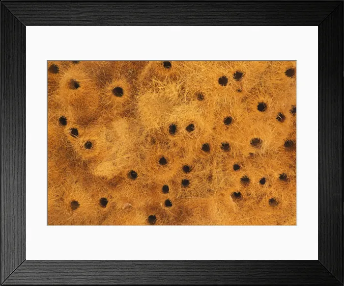 Framed Print : Picture No. 12009368 Framed Print : Picture No. 12009368