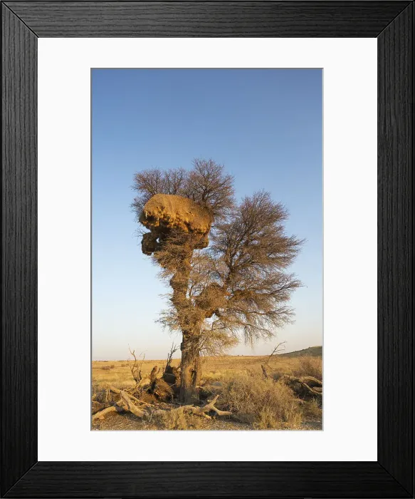 Framed Print : Picture No. 12009370 Framed Print : Picture No. 12009370