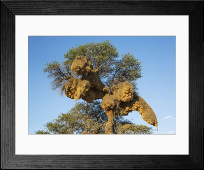Framed Print : Picture No. 12009371 Framed Print : Picture No. 12009371