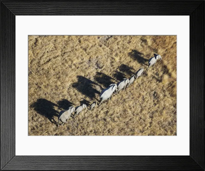 Framed Print : Picture No. 12009393 Framed Print : Picture No. 12009393