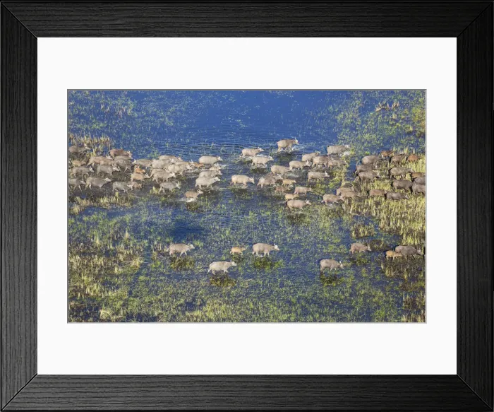 Framed Print : Picture No. 12009394 Framed Print : Picture No. 12009394