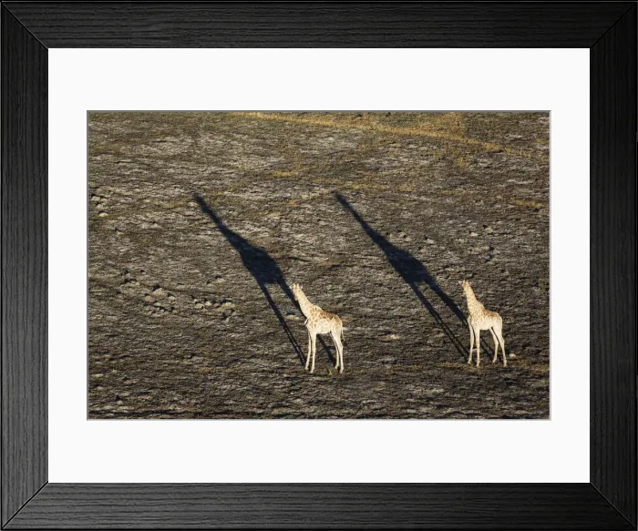 Framed Print : Picture No. 12009399 Framed Print : Picture No. 12009399