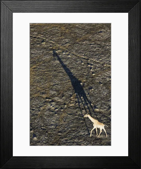 Framed Print : Picture No. 12009401 Framed Print : Picture No. 12009401