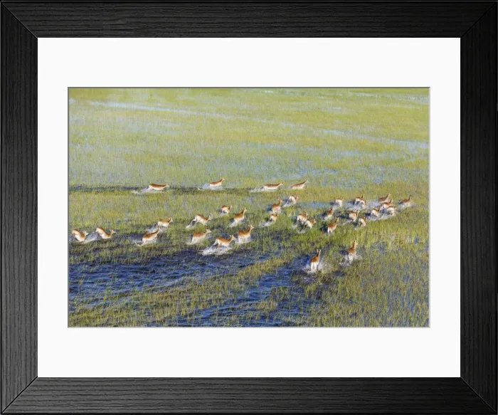 Framed Print : Picture No. 12009417 Framed Print : Picture No. 12009417