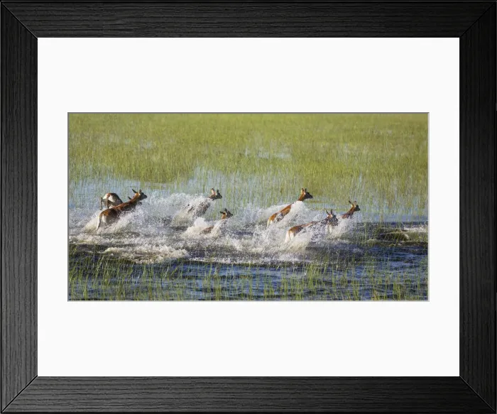 Framed Print : Picture No. 12009419 Framed Print : Picture No. 12009419