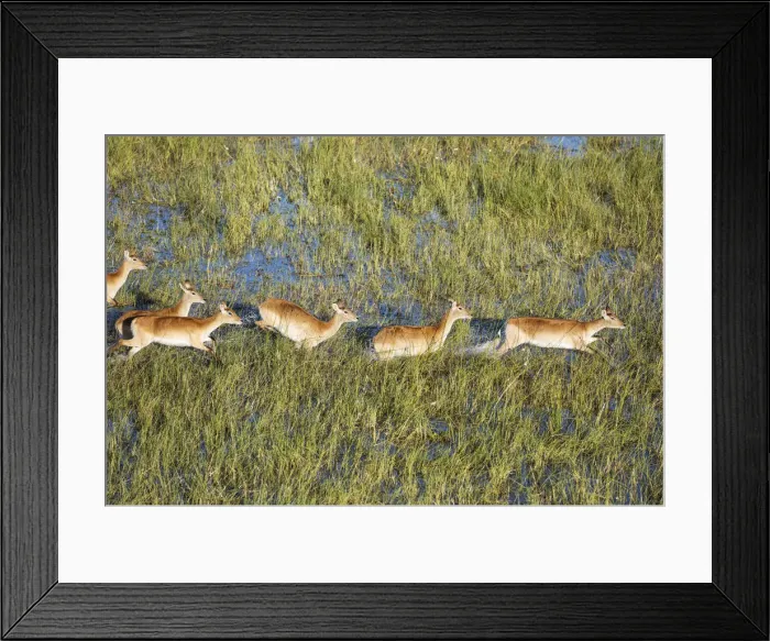 Framed Print : Picture No. 12009420 Framed Print : Picture No. 12009420