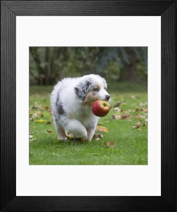 Framed Print : Picture No. 12009267 Framed Print : Picture No. 12009267
