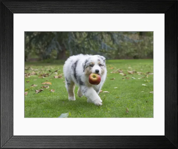 Framed Print : Picture No. 12009268 Framed Print : Picture No. 12009268