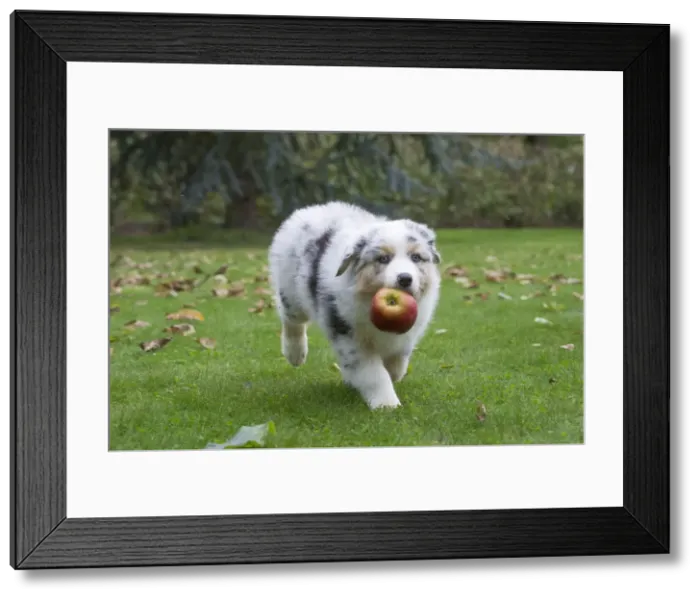 Framed Print : Picture No. 12009269 Framed Print : Picture No. 12009269