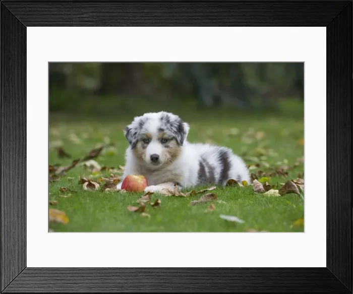 Framed Print : Picture No. 12009270 Framed Print : Picture No. 12009270