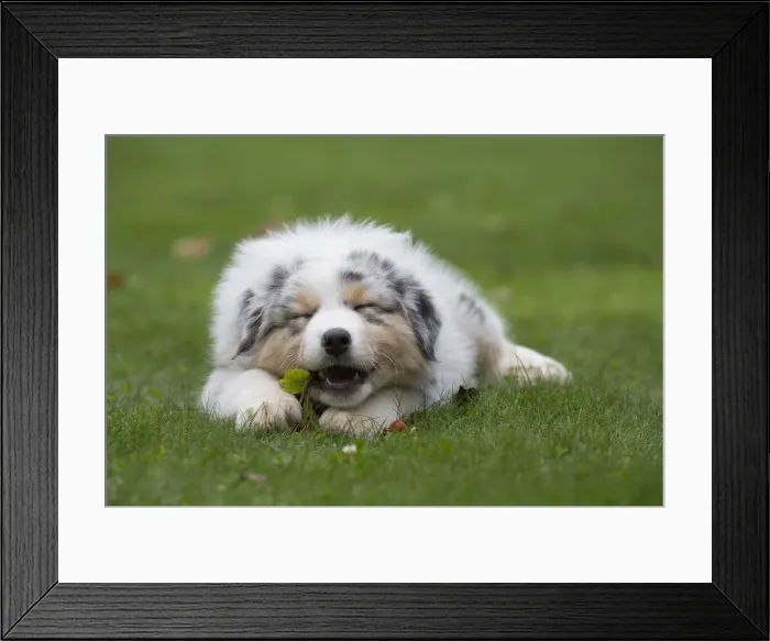 Framed Print : Picture No. 12009271 Framed Print : Picture No. 12009271