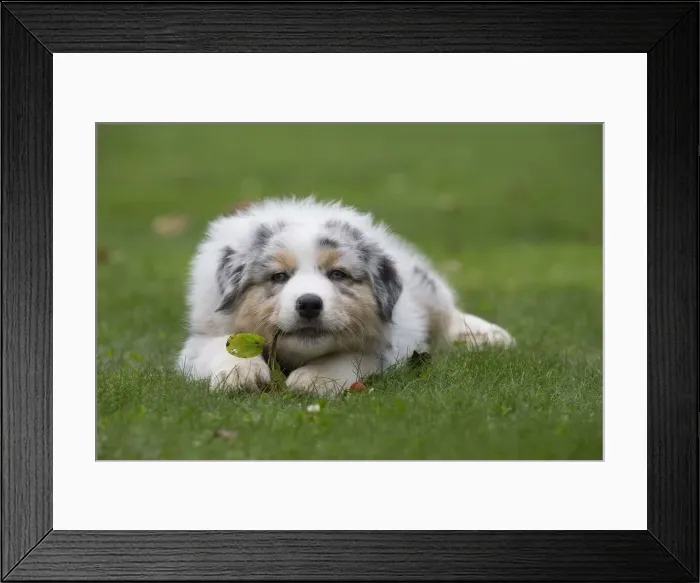 Framed Print : Picture No. 12009272 Framed Print : Picture No. 12009272