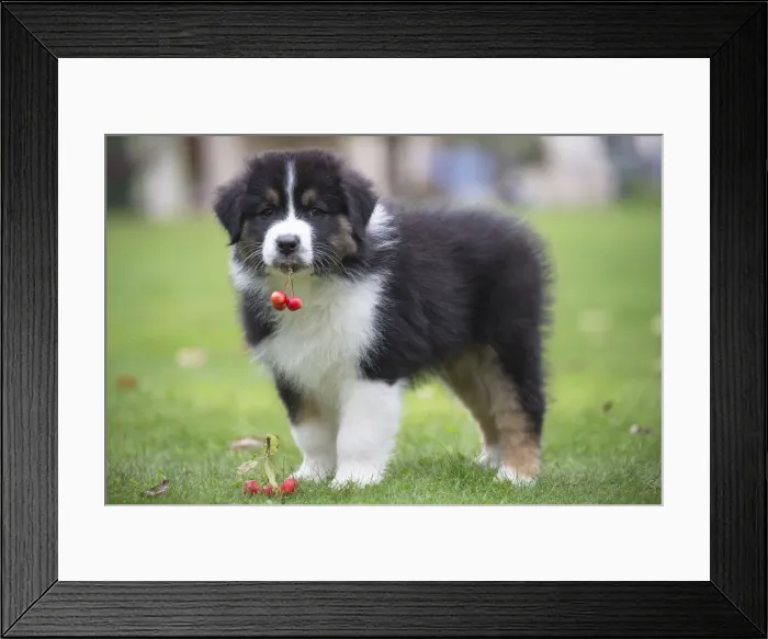 Framed Print : Picture No. 12009273 Framed Print : Picture No. 12009273