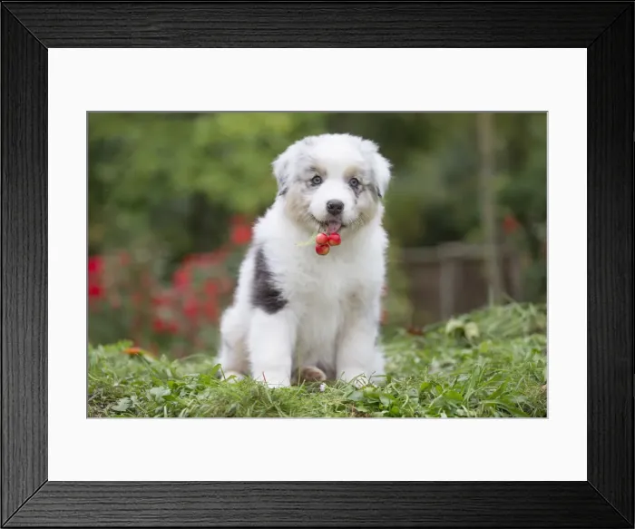Framed Print : Picture No. 12009274 Framed Print : Picture No. 12009274